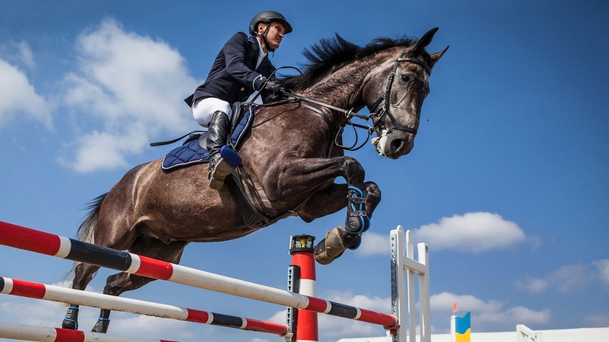 horse jumping over a barrier