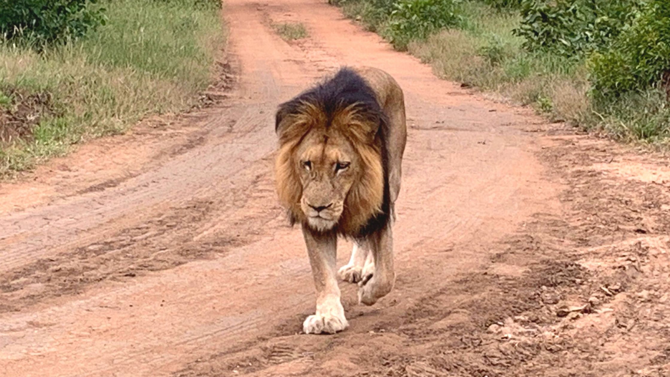 Lion walking down the road