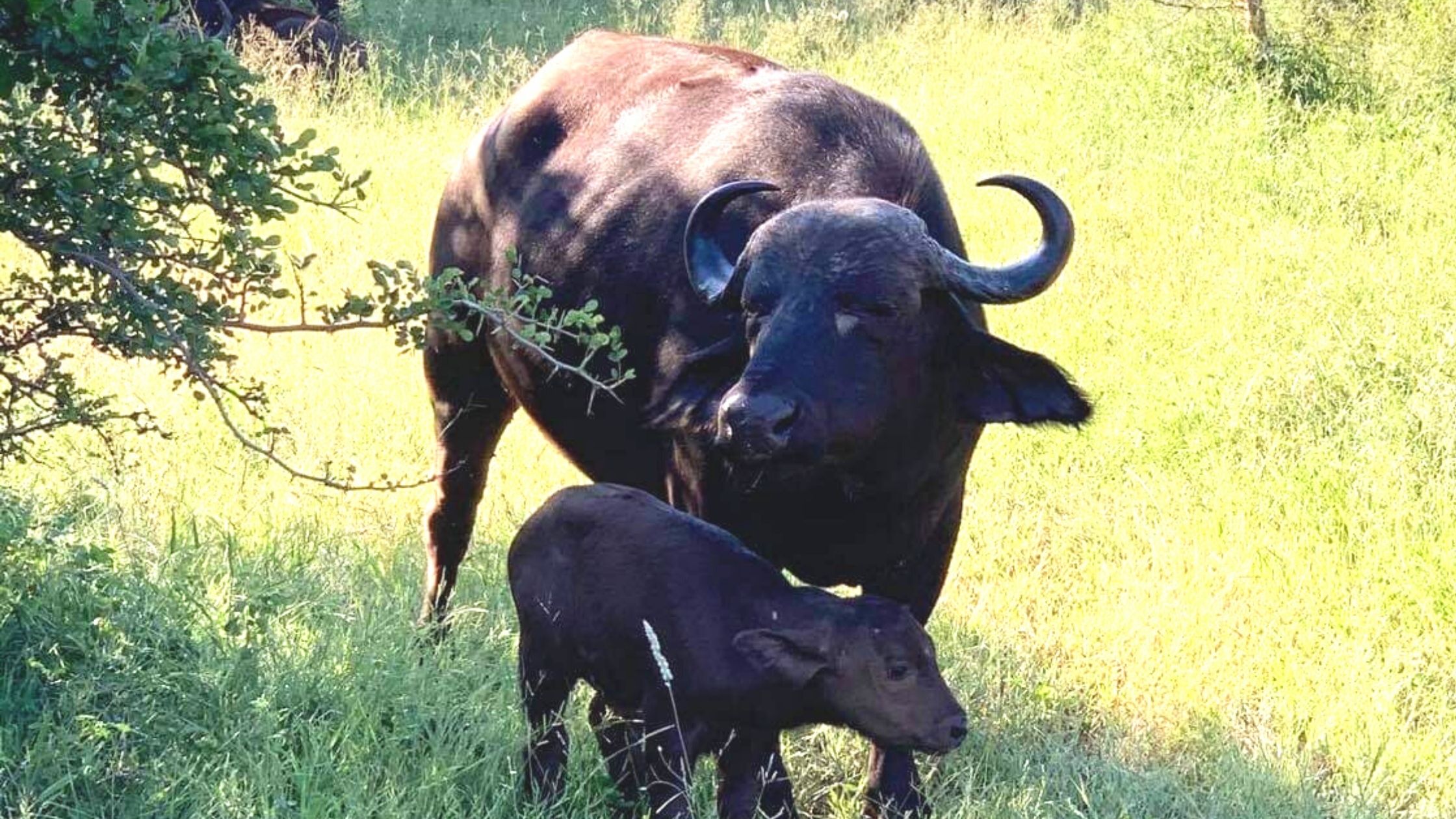 African Buffalo with baby