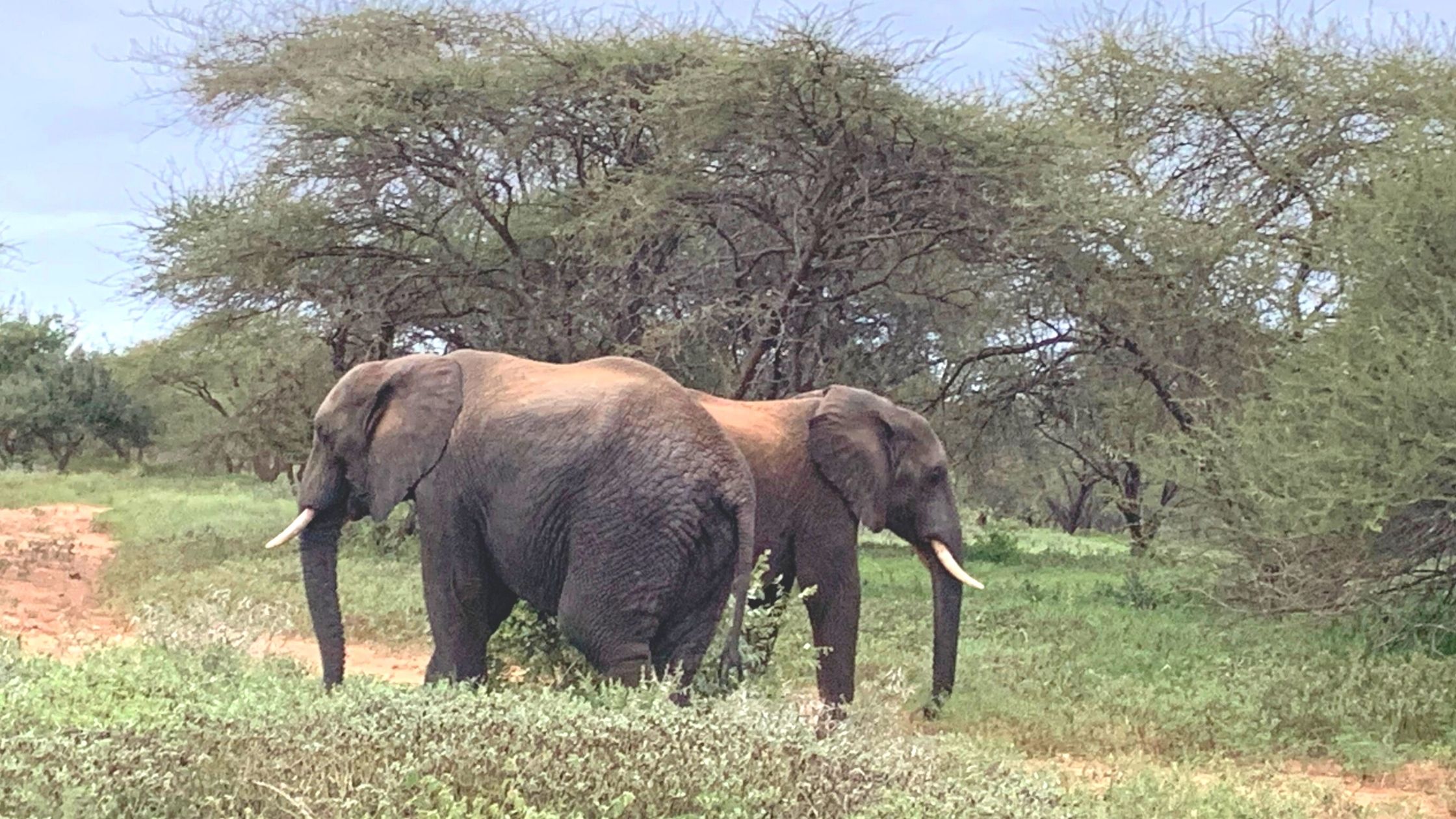 Two elephants standing under trees