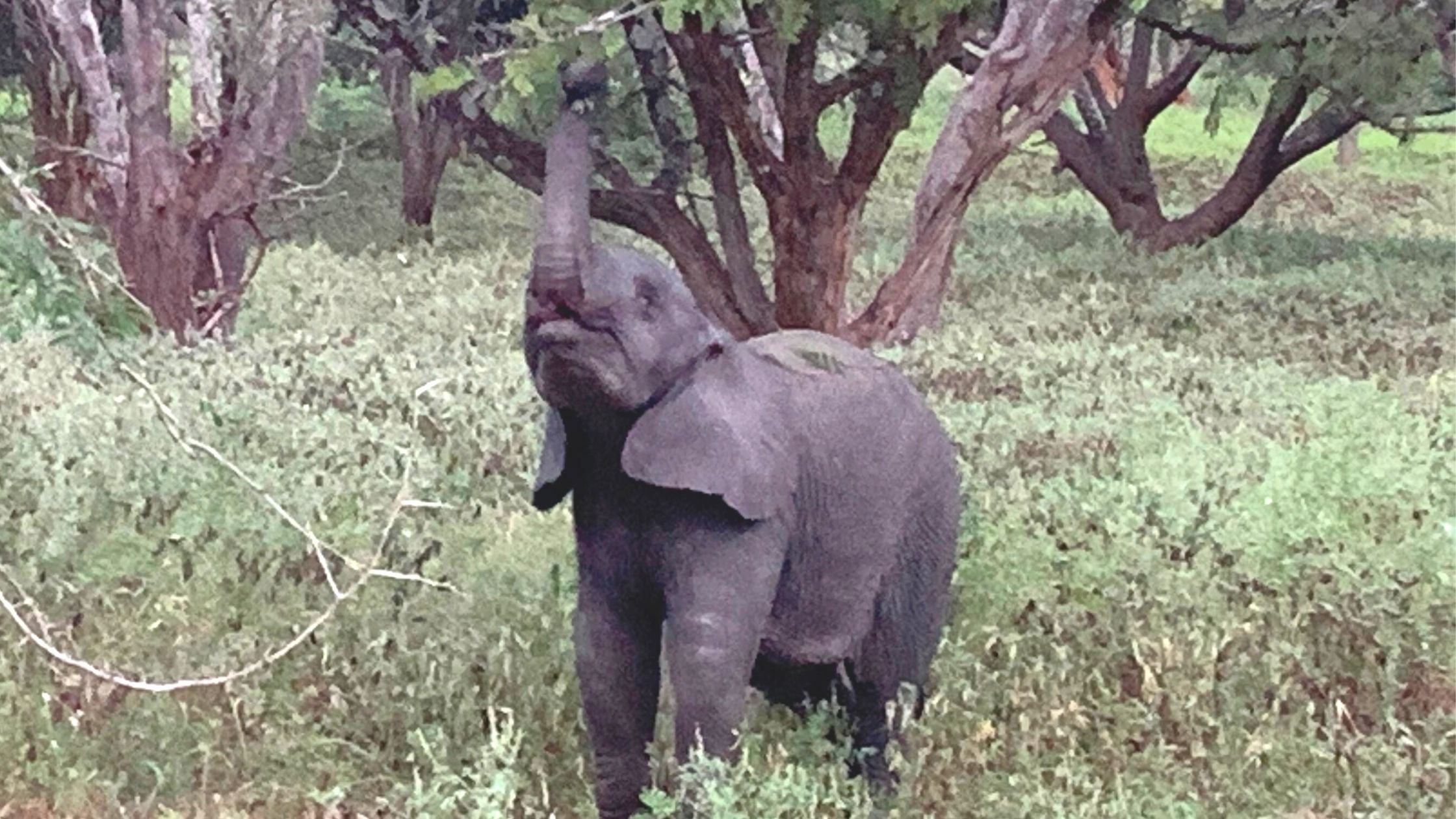 Baby elephant learning to use trunk