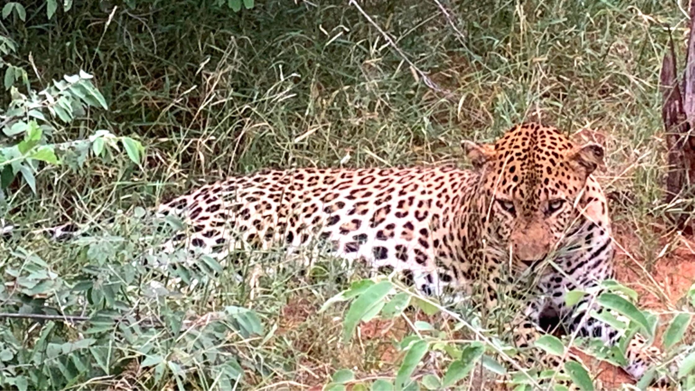 Leopard sitting in the grass