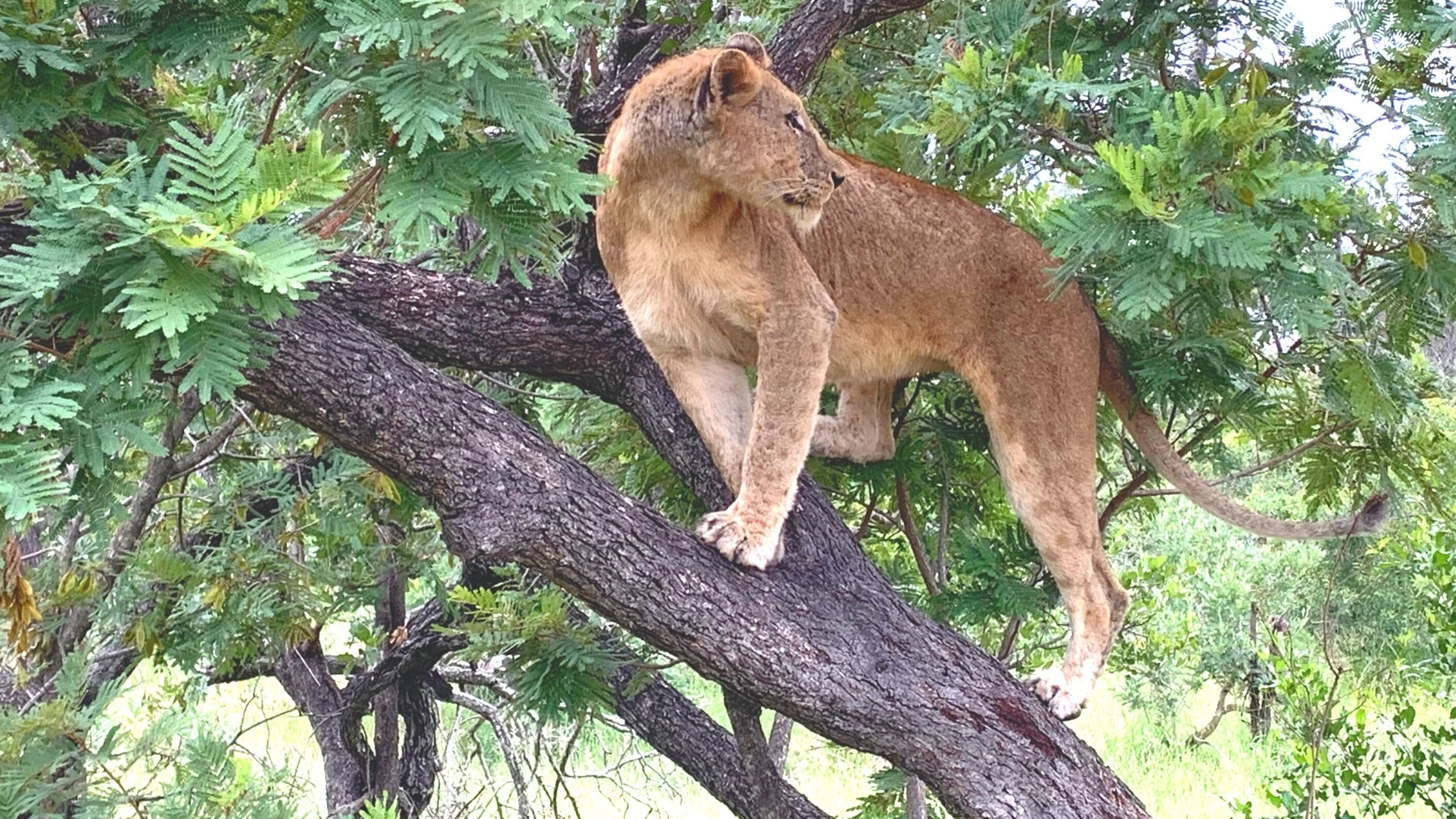 Female lion standing in a tree