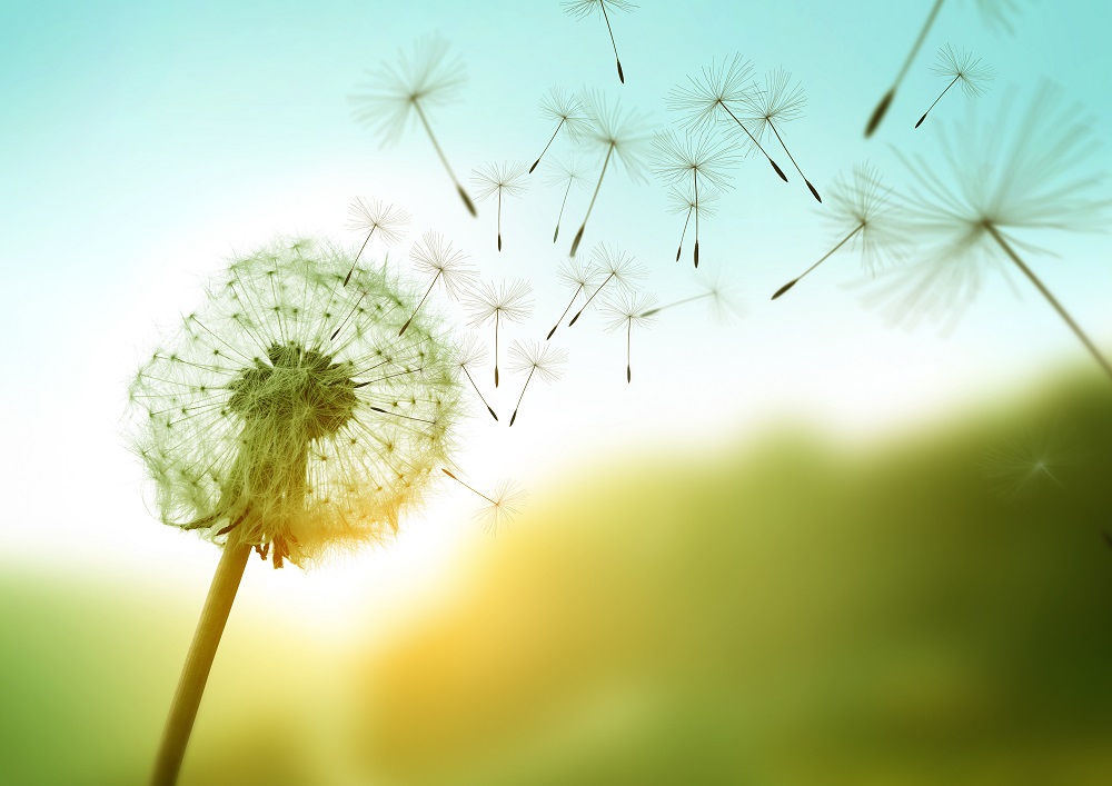 dandelion seeds blowing away symbolizing change 