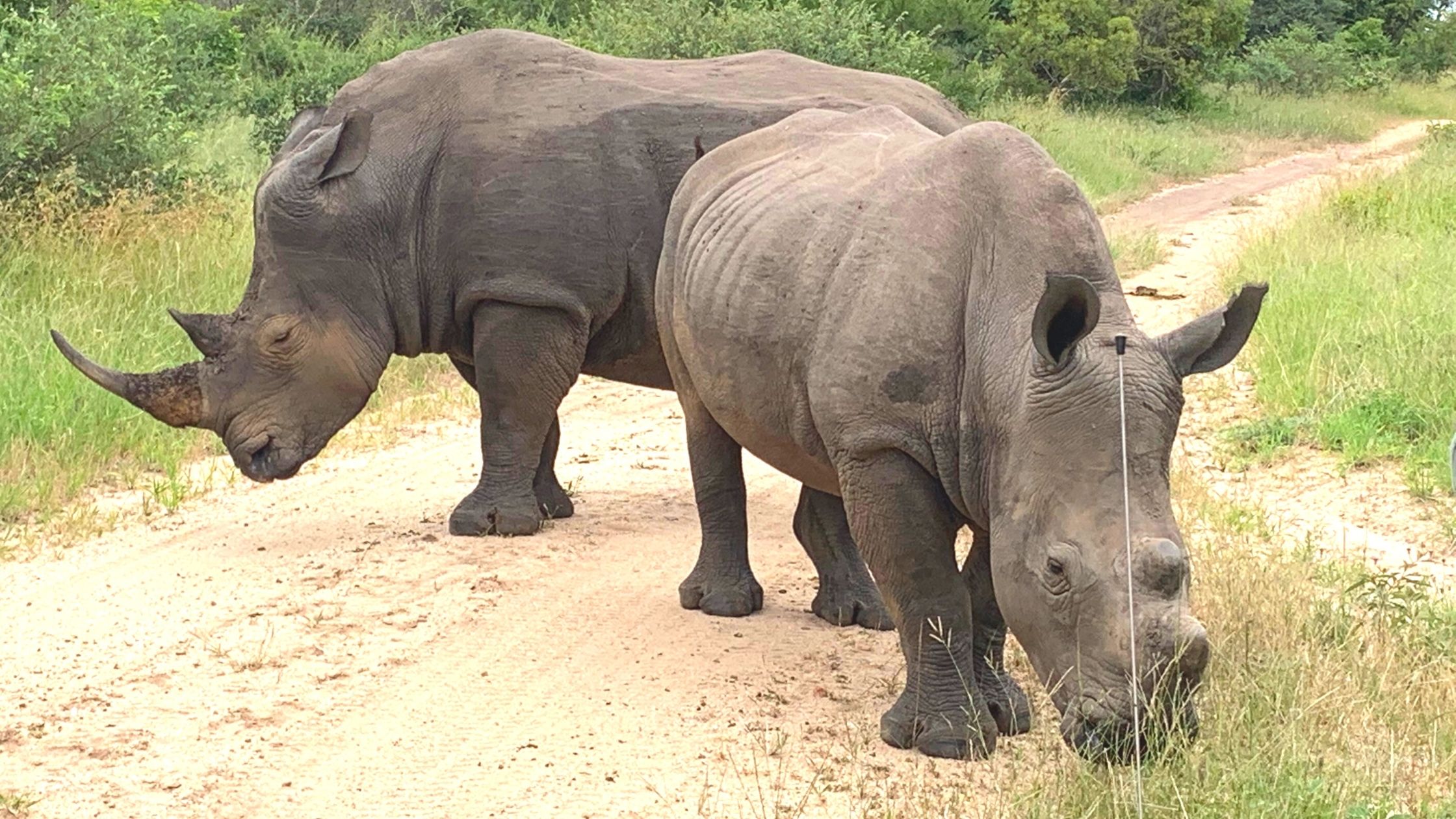 Rhinocerous standing on the road